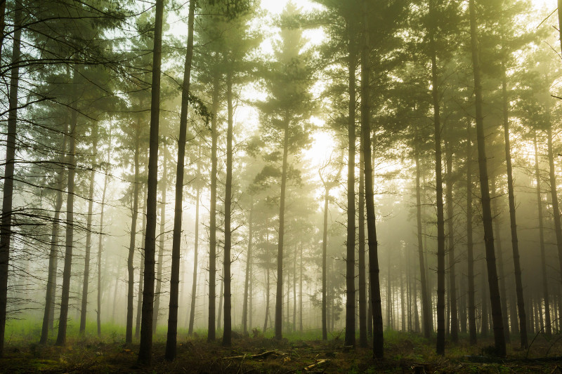 A misty, hazy forest