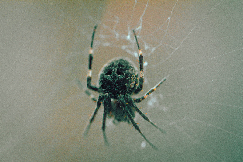 Spider in a web