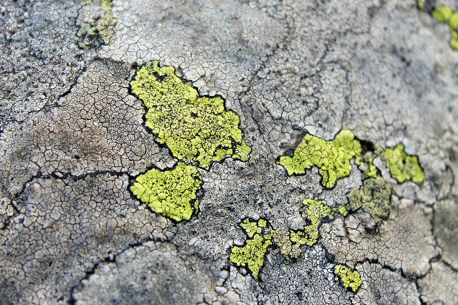 Photograph of mould
