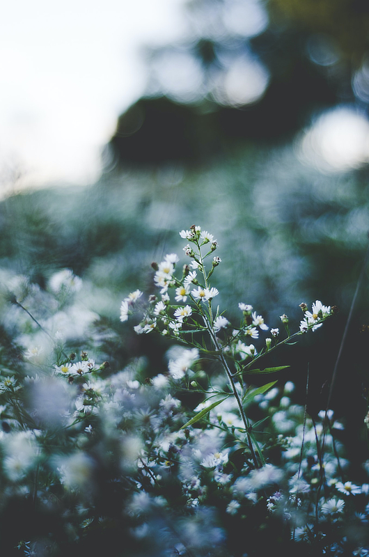 A closeup of flowers in a field